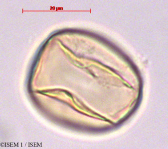 Wisteria sinensis - lame n° 29204